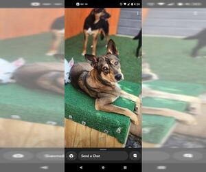 German Shepherd Dog-Unknown Mix Dogs for adoption in San Antonio, TX, USA