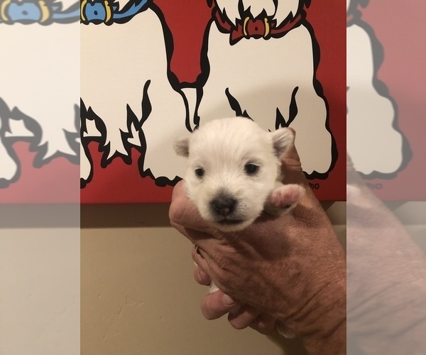 Medium Photo #4 West Highland White Terrier Puppy For Sale in PHOENIX, AZ, USA