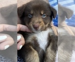 Small Photo #8 Australian Shepherd Puppy For Sale in MORROW, OH, USA