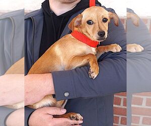 Telma - Female Dachshund-Unknown Mix Dog for Adoption - Photo #3