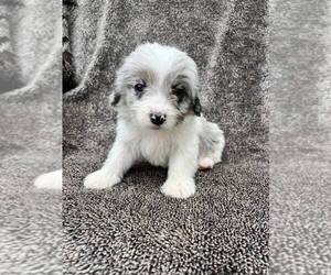Bichon Frise-Cavapoo Mix Puppy for sale in ELKTON, KY, USA