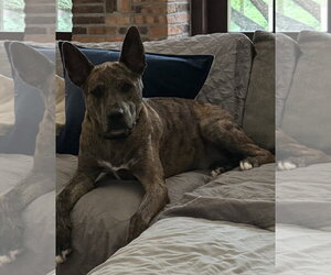 Saint- Diamond Dog - Male Catahoula Leopard Dog-Holland Shepherd Mix Dog for Adoption - Photo #3