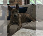 Small #3 Catahoula Leopard Dog-Holland Shepherd Mix