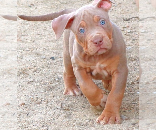 Medium Photo #16 American Bully Puppy For Sale in PALMDALE, CA, USA