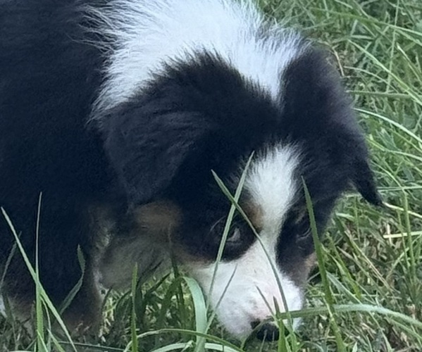 Medium Photo #15 Miniature American Shepherd Puppy For Sale in NOLENSVILLE, TN, USA