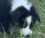 Small #14 Miniature American Shepherd