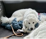 Small #12 Great Pyrenees