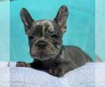 Small #15 French Bulldog