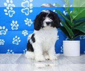 Cavachon Puppy for sale in MARIETTA, GA, USA