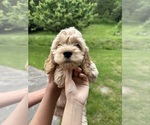 Small Photo #16 Cockapoo (Miniature) Puppy For Sale in BUCKLEY, WA, USA
