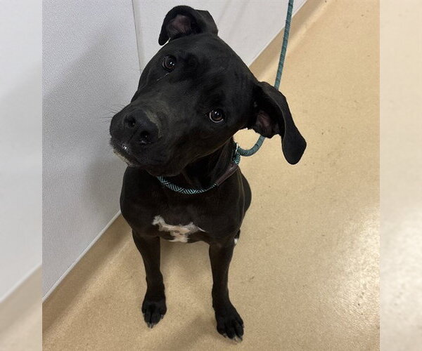 Medium Photo #1 Labrador Retriever-Unknown Mix Puppy For Sale in Placerville, CA, USA