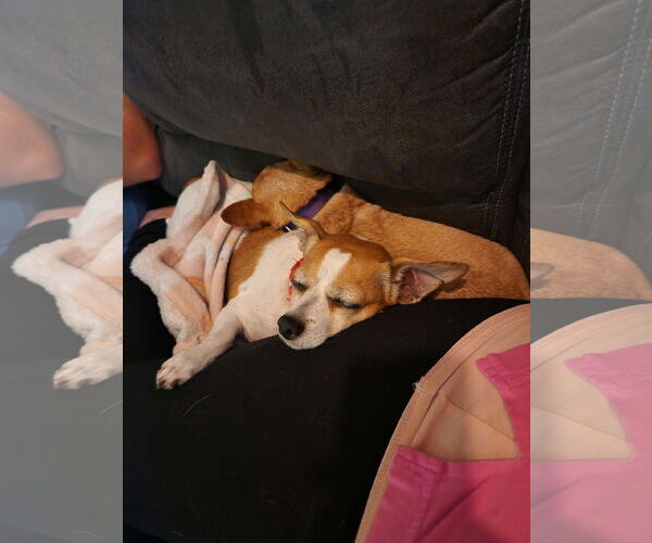 Medium Photo #3 Chihuahua-Unknown Mix Puppy For Sale in Plainfield, IL, USA