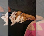 Small #2 Chihuahua Mix