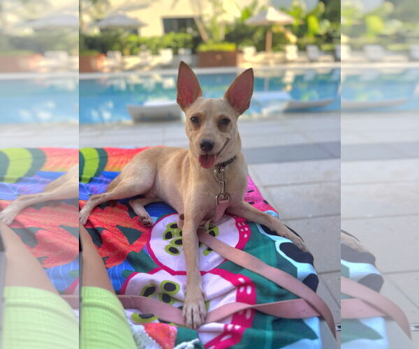 Medium Photo #2 Rat Terrier Puppy For Sale in Royal Palm Beach, FL, USA