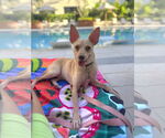 Small #1 Rat Terrier