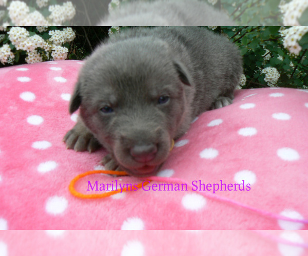 Medium Photo #1 German Shepherd Dog Puppy For Sale in PIEDMONT, MO, USA
