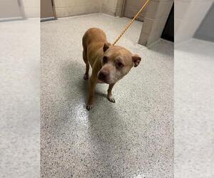 Mutt Dogs for adoption in Conroe, TX, USA