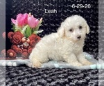 Leah - Female Bichon Frise Puppy for Sale - Photo #2