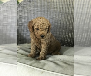 Poodle (Miniature) Puppy for sale in ROSEVILLE, CA, USA