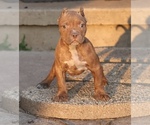 Image preview for Ad Listing. Nickname: Ramses