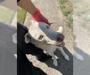 Siberian Husky Dogs for adoption in Houston, TX, USA