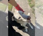 Small Siberian Husky