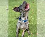 Small #5 Catahoula Leopard Dog Mix