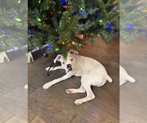 Medium Photo #7 Boxer Puppy For Sale in  Katy, TX, USA
