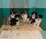 Small Photo #15 Australian Shepherd Puppy For Sale in DUVALL, WA, USA