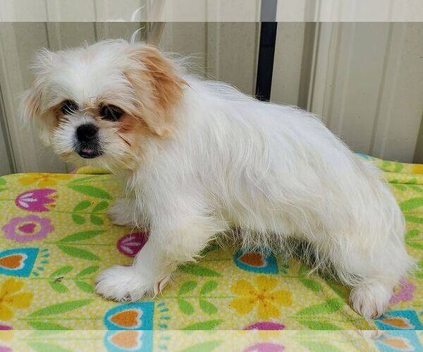 Medium Photo #2 Pekingese Puppy For Sale in Mountain View, MO, USA