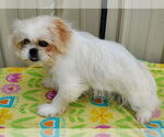 Small #1 Pekingese