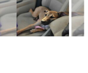 Retriever -Unknown Mix Dogs for adoption in Woodbury, NY, USA