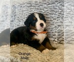 Puppy Paddington Bernese Mountain Dog