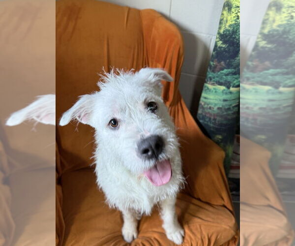 Medium Photo #4 Mutt Puppy For Sale in San Leon, TX, USA