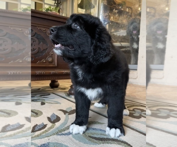 Medium Photo #4 Bernedoodle Puppy For Sale in POTTSTOWN, PA, USA