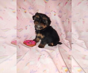 Shih Tzu Puppy for sale in LAPEER, MI, USA
