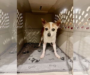 Chihuahua Dogs for adoption in New Orleans, LA, USA