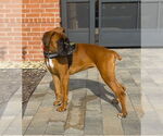 Small #2 Boxer