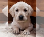 Small #61 Labrador Retriever
