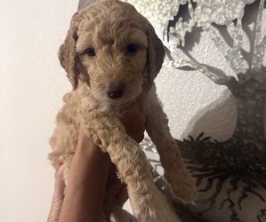 Medium Goldendoodle