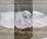 Puppy Puppy 1 Maltese