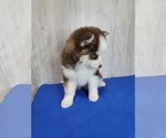 Small Photo #2 Pomsky Puppy For Sale in BELLEVUE, IA, USA