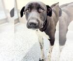 Small #1 Labrador Retriever-Rhodesian Ridgeback Mix