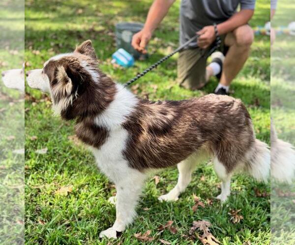 Medium Photo #4 Siberian Husky-Unknown Mix Puppy For Sale in Yardley, PA, USA