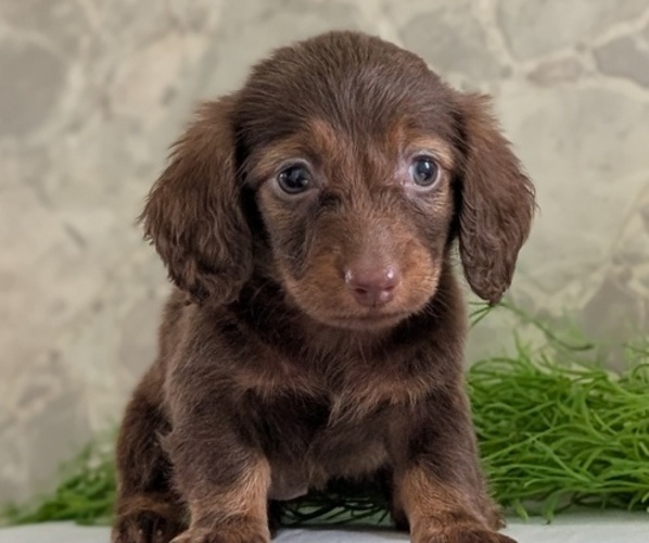 Medium Photo #21 Dachshund Puppy For Sale in GOSHEN, IN, USA