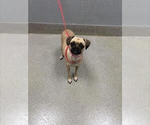 Chug Dogs for adoption in Las Vegas, NV, USA