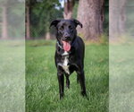 Small Labrador Retriever Mix