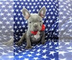 Small Photo #2 French Bulldog Puppy For Sale in STEVENS, PA, USA