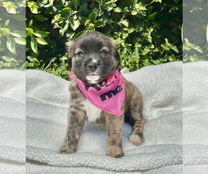 Mutt Dogs for adoption in Menifee, CA, USA