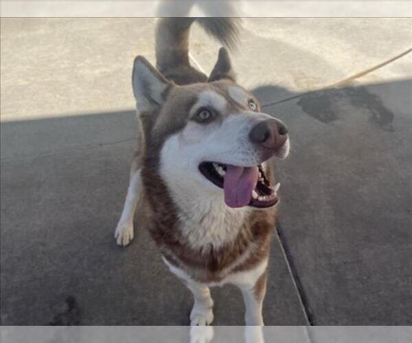 Medium Photo #2 Siberian Husky Puppy For Sale in Martinez, CA, USA